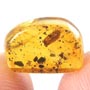 Rare Isopod And Mite In Dominican Amber