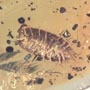 Rare Isopod And Mite In Dominican Amber