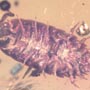Rare Isopod And Mite In Dominican Amber