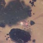 Rare Isopod And Mite In Dominican Amber