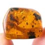 Rare Isopod And Spider In Dominican Amber