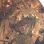 Rare Isopod And Spider In Dominican Amber