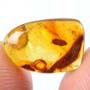 Rare Isopod In Dominican Amber