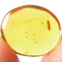 Rare Isopod In Dominican Amber