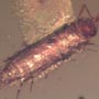 Rare Isopod In Dominican Amber