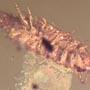 Rare Isopod In Dominican Amber