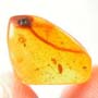 Rare Isopod In Dominican Amber