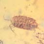Rare Isopod In Dominican Amber
