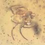 Rare Isopod In Dominican Amber