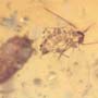 Rare Isopod In Dominican Amber