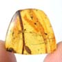 Rare Isopod In Dominican Amber