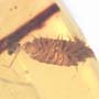 Rare Isopod In Dominican Amber