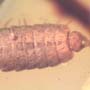 Rare Isopod In Dominican Amber