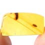Rare Isopod In Dominican Amber