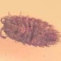 Rare Isopod In Dominican Amber