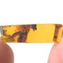 Rare Isopod In Dominican Amber