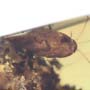 Rare Isopod In Dominican Amber