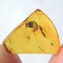 Rare Isopod In Dominican Amber