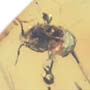 Rare Isopod In Dominican Amber