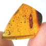 Rare Isopod In Dominican Amber