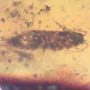 Rare Isopod In Dominican Amber