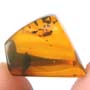 Rare Isopod In Dominican Amber