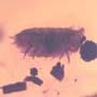 Rare Isopod In Dominican Amber