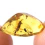 Rare Isopod In Dominican Amber