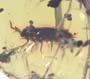 Rare Isopod In Dominican Amber