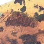 Rare Isopod In Dominican Amber