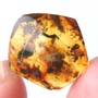 Rare Isopod In Dominican Amber