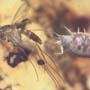 Rare Isopod In Dominican Amber