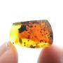 Rare Isopod In Dominican Amber