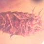 Rare Isopod In Dominican Amber