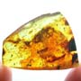 Rare Isopod In Dominican Amber