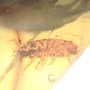 Rare Isopod In Dominican Amber