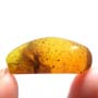 Rare Isopod Interact With Cricket In Dominican Amber