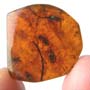Rare Jumping Plant Lice And Two Flower Stamen In Dominican Amber