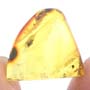 Rare Jumping Plant Lice In Dominican Amber