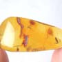 Rare Jumping Plant Lice In Dominican Amber