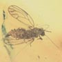 Rare Jumping Plant Lice In Dominican Amber