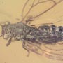 Rare Jumping Plant Lice In Dominican Amber