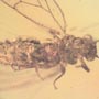 Rare Jumping Plant Lice In Dominican Amber