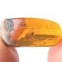 Rare Jumping Plant Lice In Dominican Amber