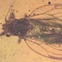 Rare Jumping Plant Lice In Dominican Amber