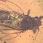 Rare Jumping Plant Lice In Dominican Amber