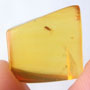 Rare Jumping Plant Lice In Dominican Amber