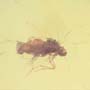 Rare Jumping Plant Lice In Dominican Amber
