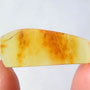 Rare Jumping Plant Lice In Dominican Amber