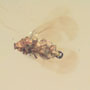 Rare Jumping Plant Lice In Dominican Amber
